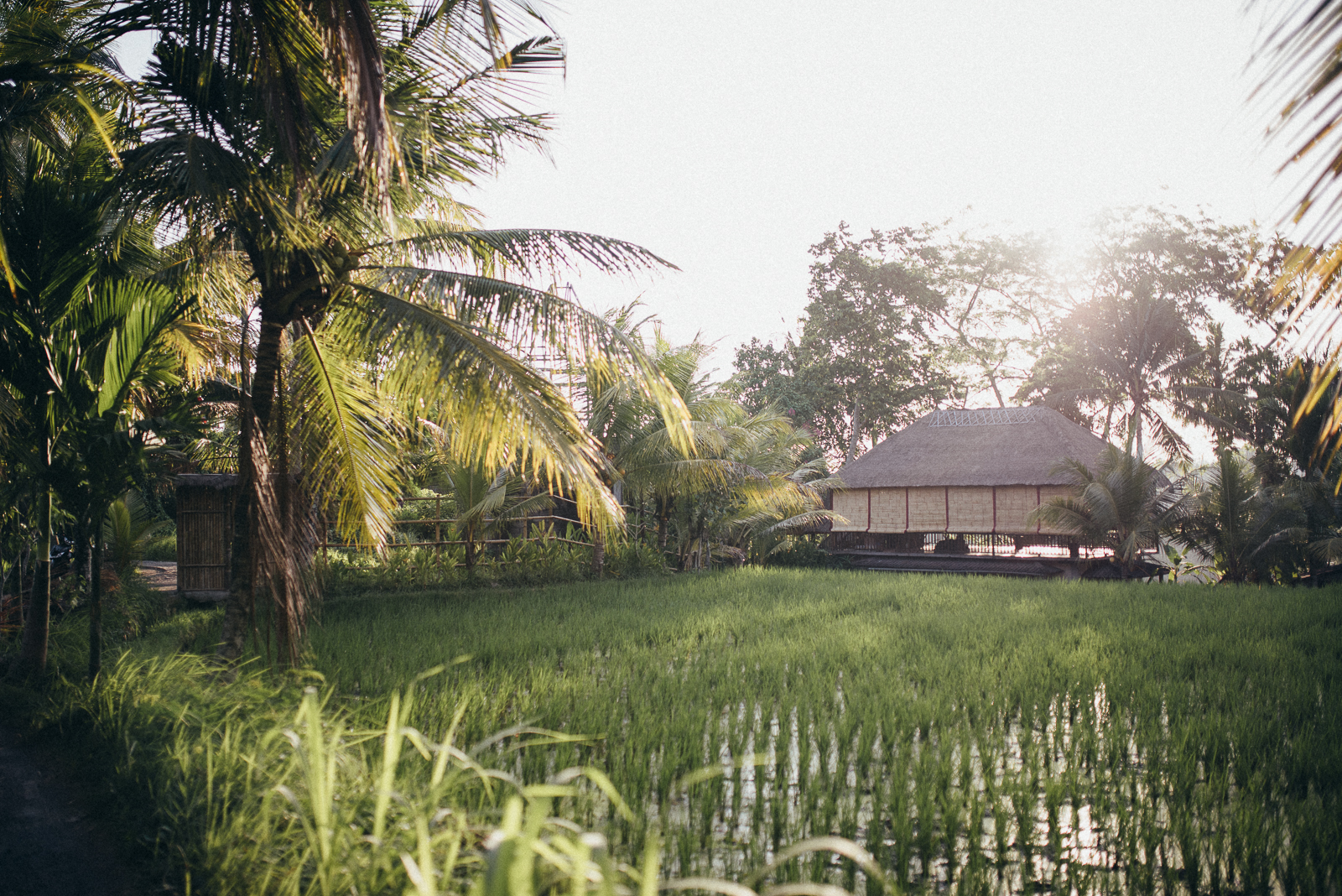 013-paarshootuing-bali-ubud-fotograf-witten