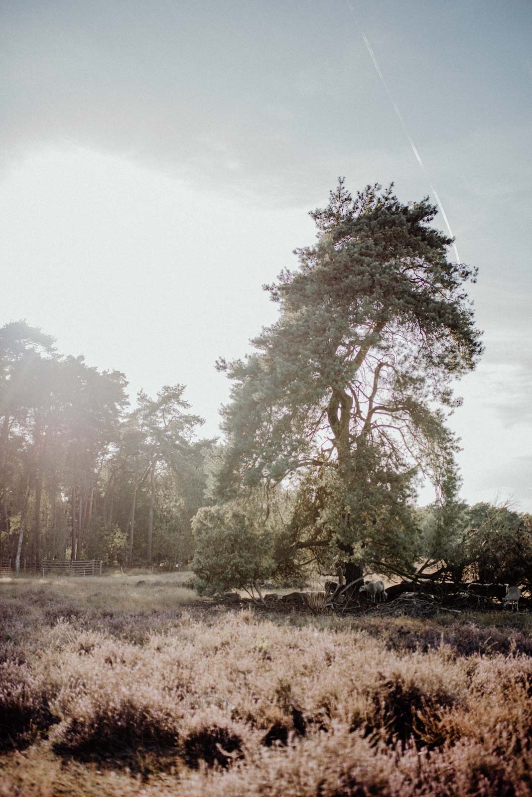 Baum in heidelandschaft